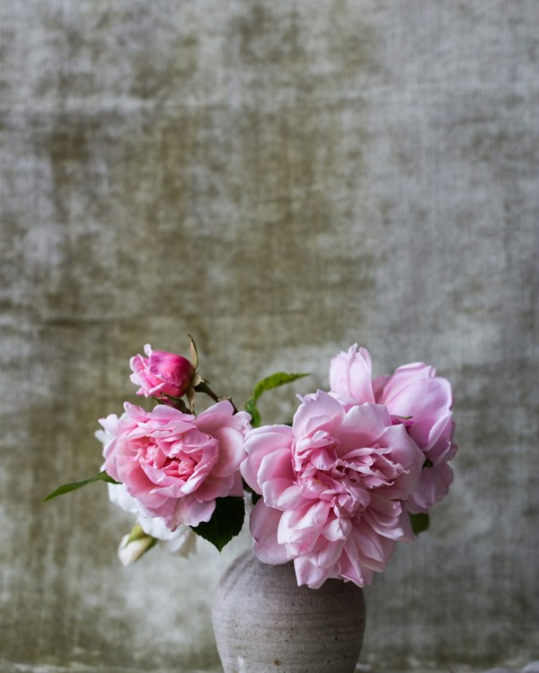 Pink peonies, freshly opened, in an earthenware vase